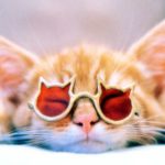 kitten wearing sunglasses 150x150 - Kochane pupile na Waszym weselu Profesjonalny DJ i Wodzirej na wesele i imprezę firmową