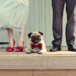 pug bowtie wedding 150x150 - Kochane pupile na Waszym weselu Profesjonalny DJ i Wodzirej na wesele i imprezę firmową